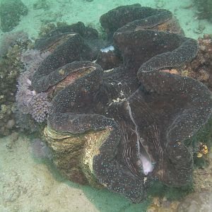 Giant clam