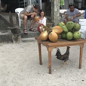 Just a rooster.  On the beach.  On a leash...