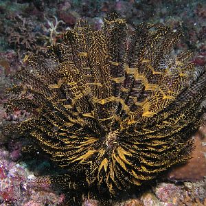 Chrinoid