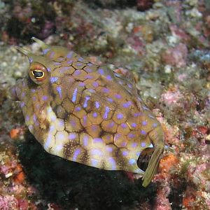 Cowfish