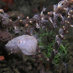 Teeny cuttlefish