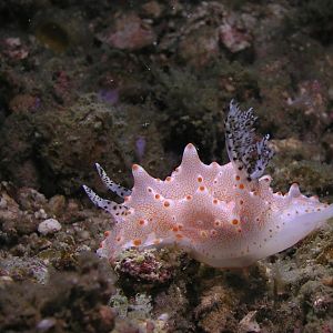 horned nudi