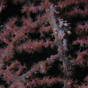 pigmy seahorse