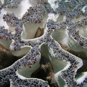 Cool coral