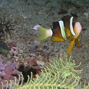 clownfish