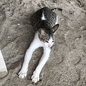 beach cat
