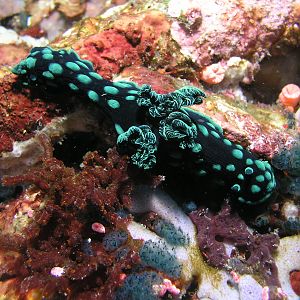 nudi