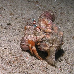 decorator crab