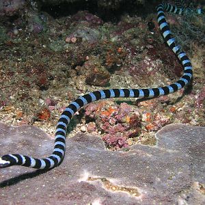 Sea snake