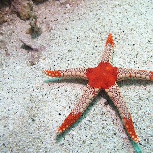 starfish