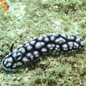 another nudi