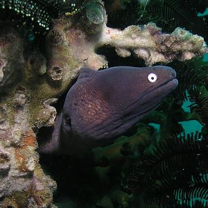 That's a moray