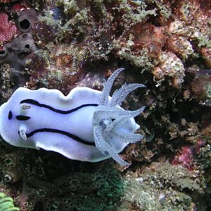 Blue nudi