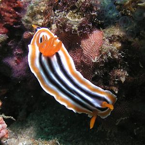 Colorful nudi