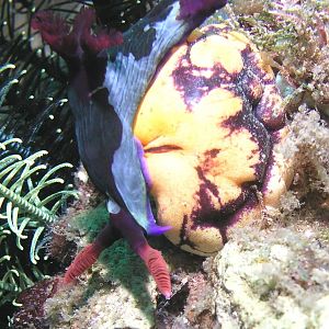 Lots of nudis here