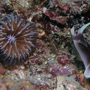 I'm guessing some sort of flatworm?