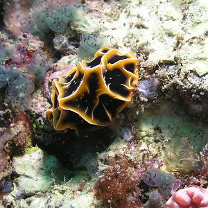 armored nudi