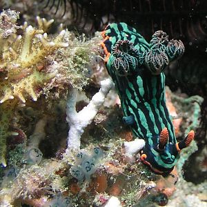 and more nudis
