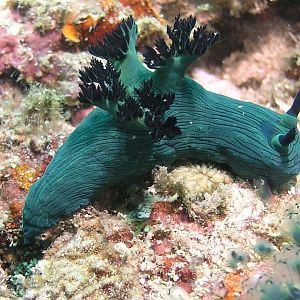 Nudis