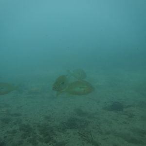 Perch in the Comal 03