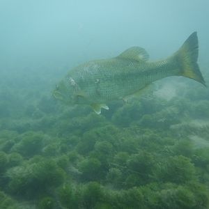 You know I'm All About That Bass 'Bout That Bass' No Treble