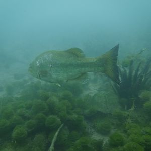 Big Ole Bass Still Swimmin'