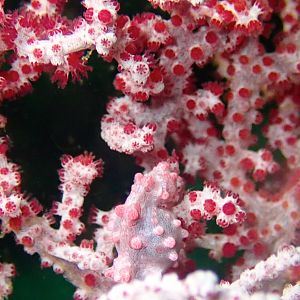 Pigmy Seahorse