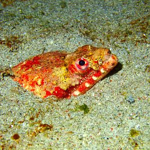 Reptilian Snake Eel