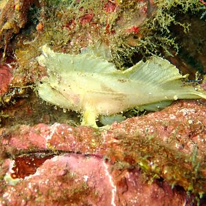 Leaf Scorpionfish