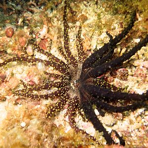 The light side and the dark side exist as one