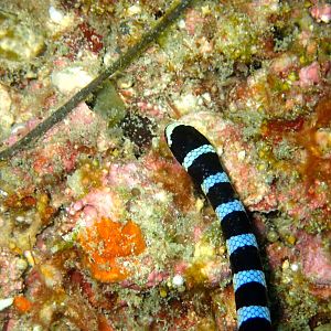Banded Sea Snake