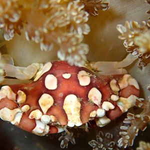 Harlequin Crab