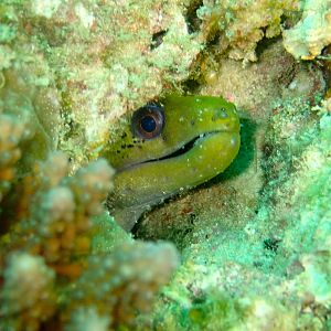 Moray