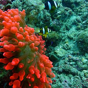 Clownfish and Anemone