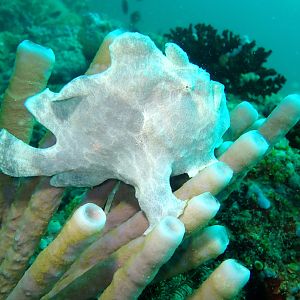 Giant Frogfish White Phase