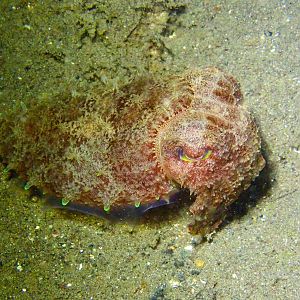 Cuddlefish