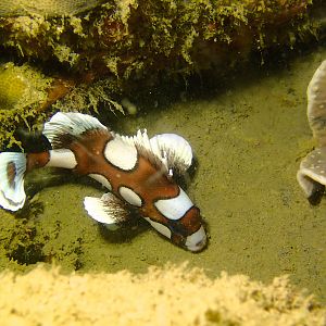 Many-Spotted Sweetlips Juvenille