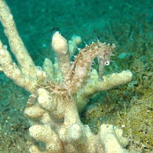 Thorny Seahorse