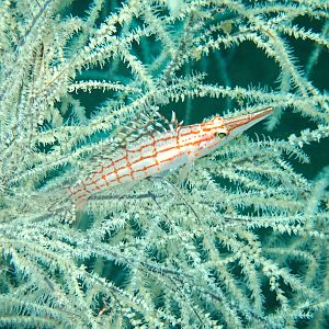 Longnose Hawkfish