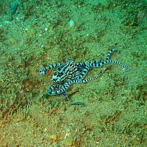 Mimic Octopus