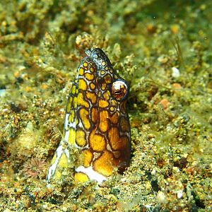 Napoleon Snake Eel