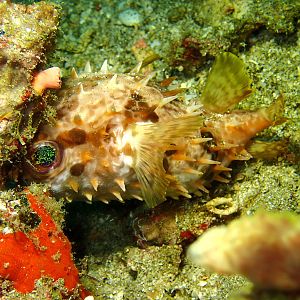 Orbiculuar Burrfish