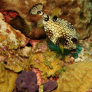 Trunkfish in action