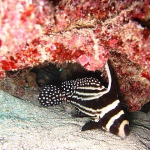 Drum on Little Conch Reef