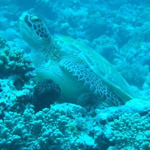 Arrow Crab