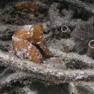 seahorse
