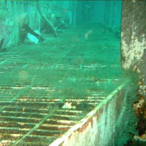 She claims to be drinking tea...