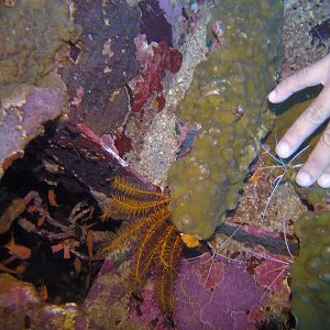 6  Shrimp Nailwork For The DM