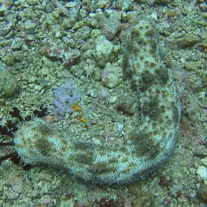 8  Sea Cucumber Feeding