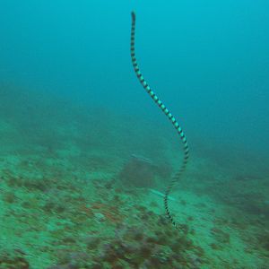 9  Seasnake